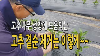고추 곁순제거작업 이렇게 하면 고추나무 성장에 좋아요~~ 초밀식 다수확 고추재배법