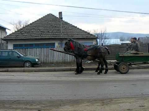 iepe rasa semigreu romanesc de vanzare tel. 0748308571