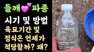들깨???? 파종???? 시기 및 방법? 육묘기간 및 정식은 언제가 적당할까? 왜?