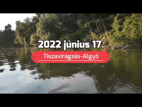 Tiszavirágzás 2022, Szeged
