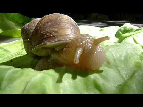 Melcul de gradina - Cepaea nemoralis