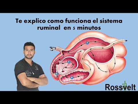 , title : 'Fisiología Ruminal'