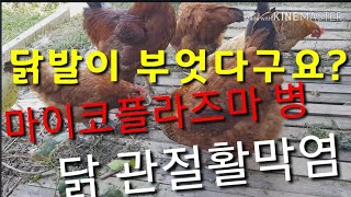 닭발이 부었다구?닭관절활막염 마이신 먹이세요. Chicken arthritis, chicken feet sw…