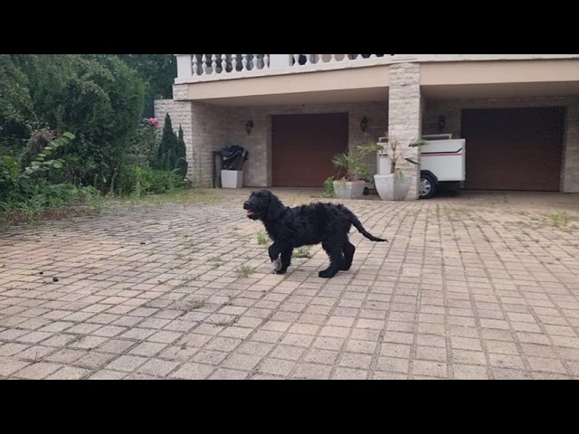 Perro de Agua Portugués cachorro en venta