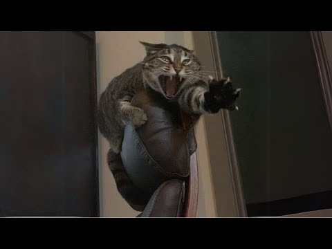 Angry Cats 😺 Videos That Will Make You Laugh Until It Hurts - Funny Pet Reactions