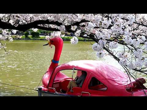 SPRING  IN  UENO  PARK  -   TOKYO  -   JAPAN  -   !