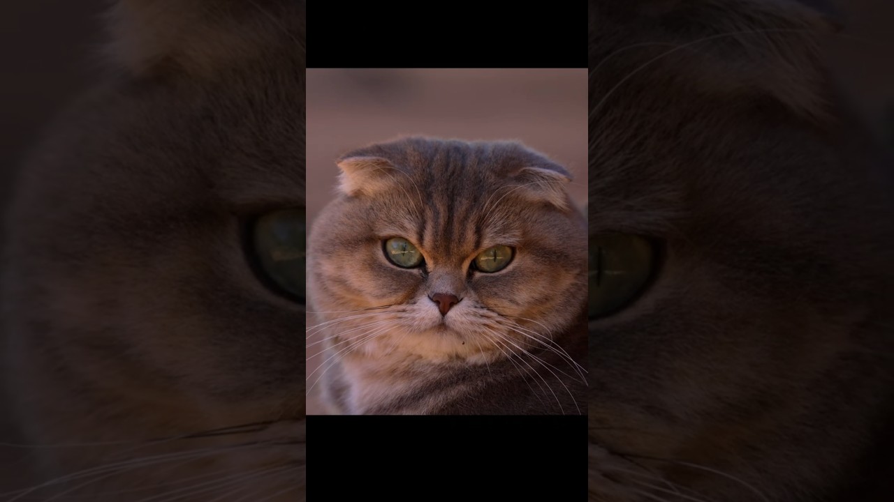 Our Scottish Fold Cat: Tiponie