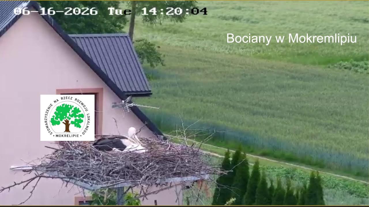 Live webcam view of Nido de Cigüeñas en Mokrelipie