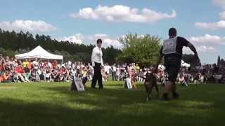 preview picture of video 'Atibox World Boxer Dog Show 2013 Hungary - Youth (9-12) Fawn Males Selections'