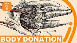 Would you donate your body to science? | BBC Ideas