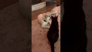 Video preview image #1 Great Pyrenees Puppy For Sale in Spring, TX, USA