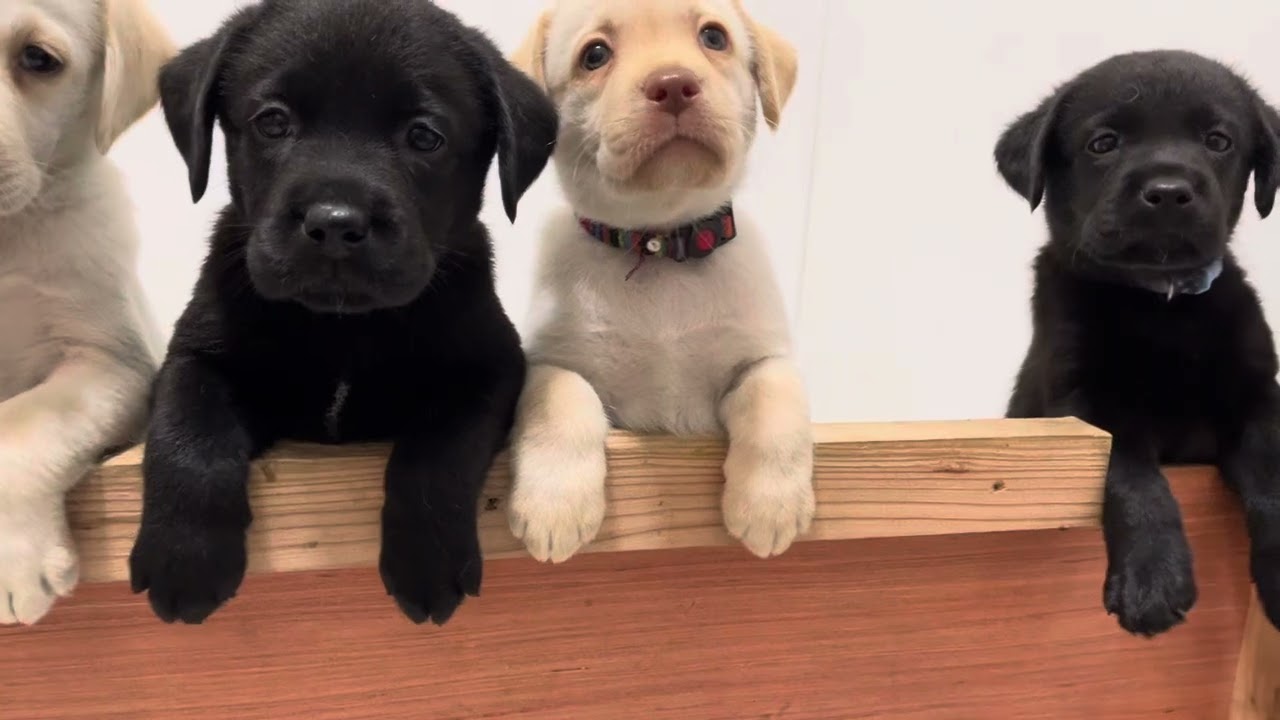 ご飯前のラブラドールレトリバー子犬