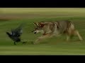 Coyote Hunts Birds | BBC Earth