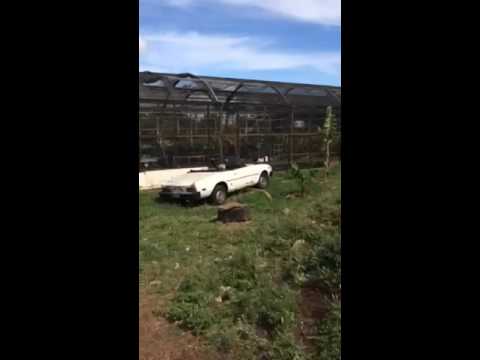 Thumbnail for Farm find Fiat by Fiat