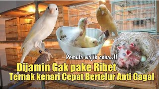 Download lagu Dijamin Gak perlu Ribet‼️Cara ternak kenari cepat Bertelur mp3 Download lagu Dijamin Gak perlu Ribet‼️Cara ternak kenari cepat Bertelur mp3