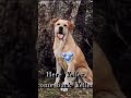 Old Yeller Singalong Dog Singing Sing Blart Algorithm Subscribe