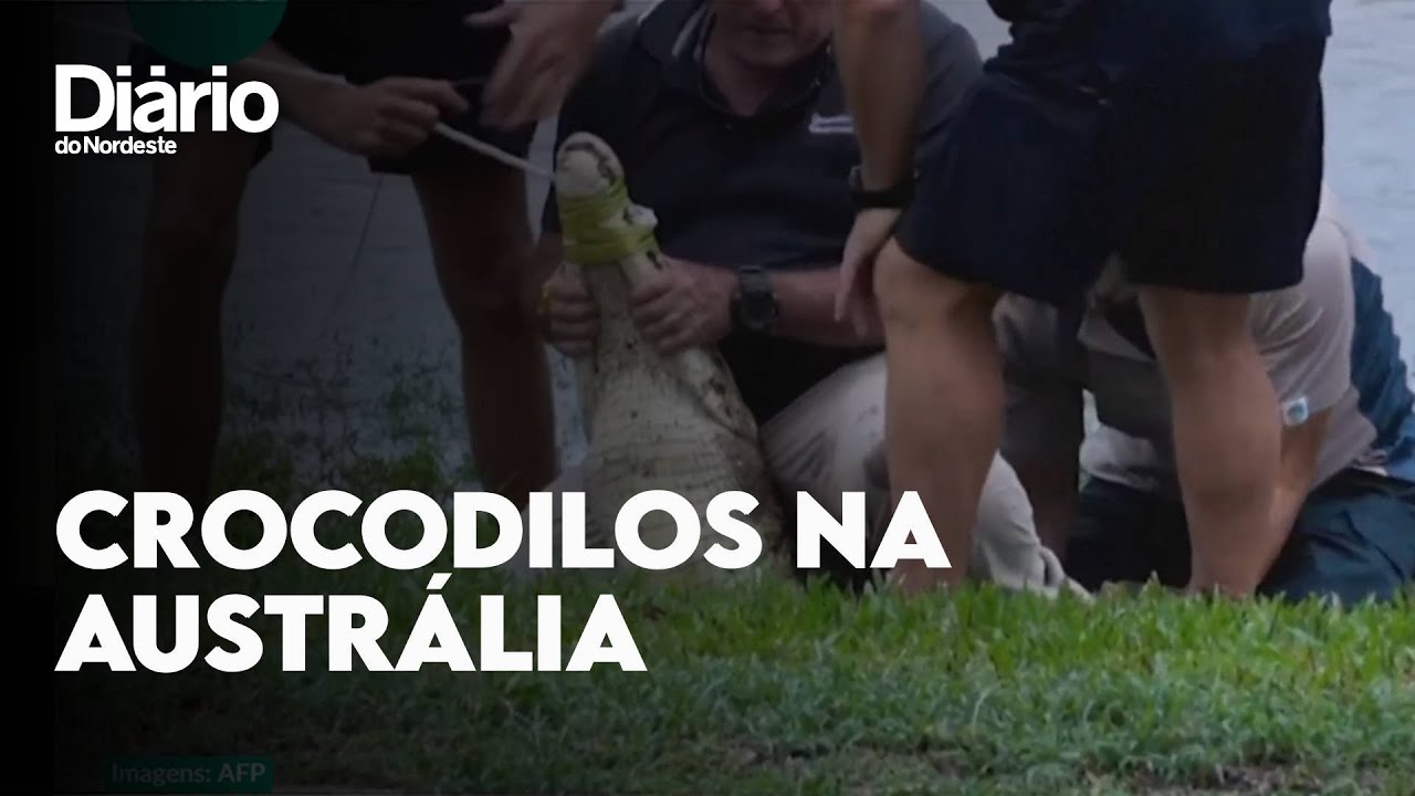 Imagem da notícia: Crocodilos invadem ruas de estado da Austrália durante enchente; veja vídeo