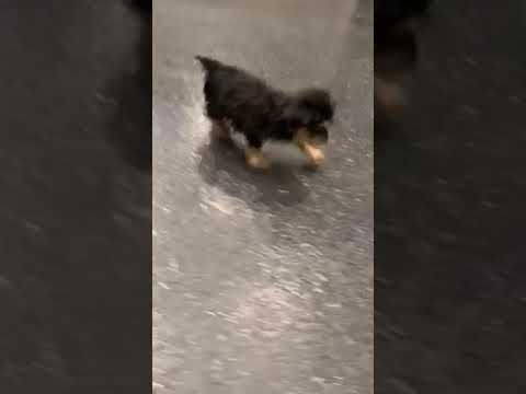 Skooter -- yorkie poo puppy