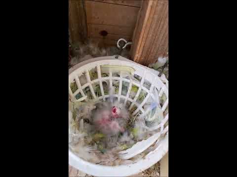 2022 03 20 Die neuen Hansis