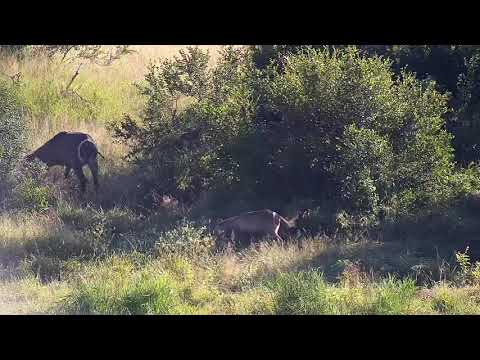 Djuma: Waterbuck mom and young calf - 07:52 - 03/27/21