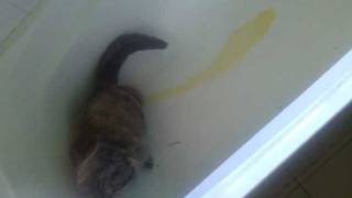 Cat peeing in the bathtub