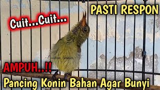 Download lagu CUITAN KONIN GACOR, PANCINGAN KONIN AGAR BUNYI, KONIN IJOAN BELAJAR BUNYI, KELAS KICAU mp3