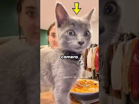 When Your Cat Faces The Camera 😹📸 #cats #funny