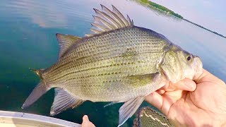 I FOUND THEM! I love fishing for these FISH!