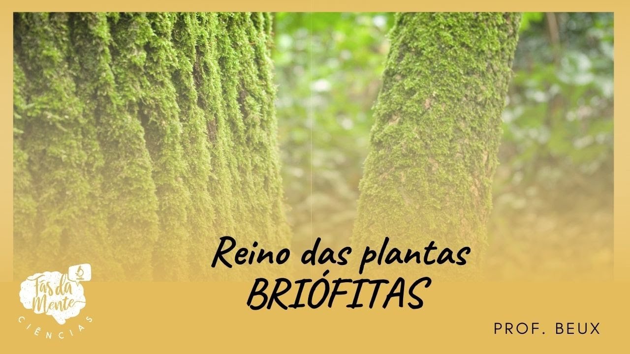 BRIÓFITAS - Reino das Plantas - Ensino Fundamental