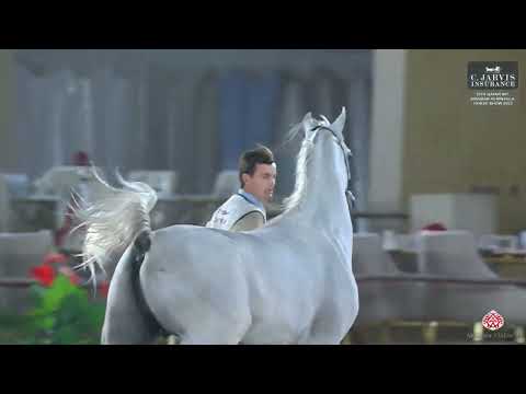 N 84 SHEHAB AL FARRES   12th Qatar International Arabian Peninsula Horse Show 2023   Colts 2 Years O