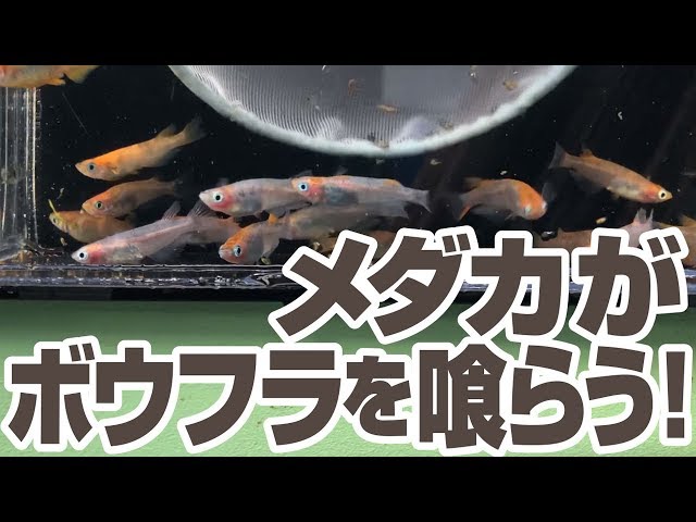 夏のボウフラの駆除 退治 対策 メダカでボウフラ対策 ボウフラとは メダカの飼育 飼い方を知ろう アクアリウムなら大分めだか日和