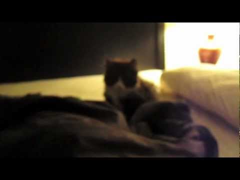 Ash vs Pawparazzi - Round 1