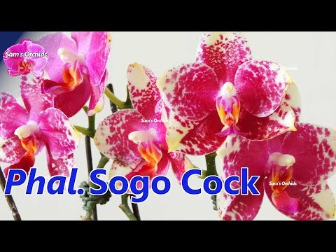 , title : 'Phalaenopsis Sogo Cock Orchid reblooming'