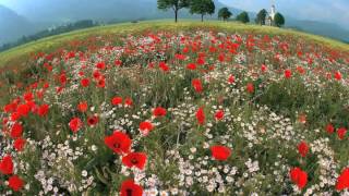 Tom Waits - Flower's grave