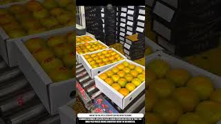 Automated Fruit Labeling One Pass, Dozens of Stickers