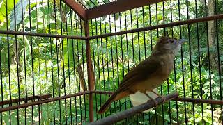 Download lagu kapas tembak malas bunyi bisa kepancing mau bunyi mp3