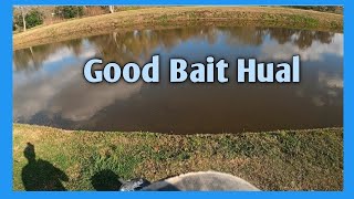 Catching shad with a Cast net in the RIVER