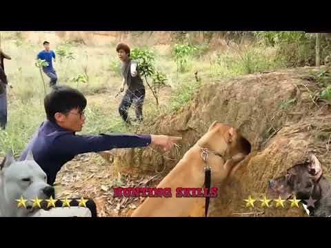 Pitbull Vs Dogo Argentino Comparison - Trained Dogo Argentino Vs Pitbull