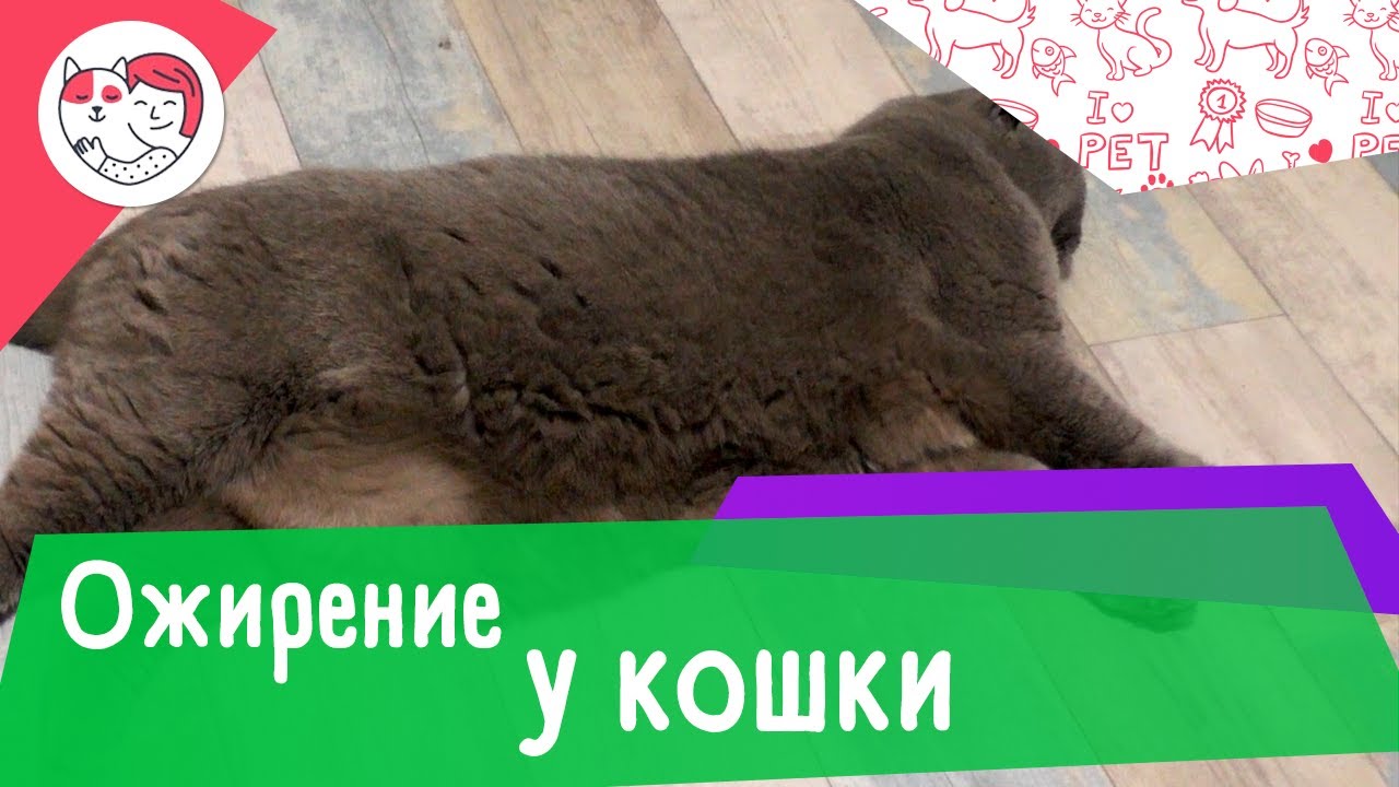 4 способа избавиться от ожирения у вашей кошки