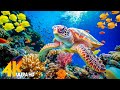 The Ocean 4K - Sea Animals for Relaxation, Beautiful Coral Reef Fish in Aquarium (4K Video Ultra HD)