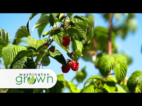 Raspberries | Washington Grown | S6E4