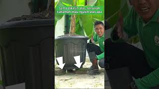 Download lagu Bukan Hoax! Pisang Tumbuh Subur di Pot #Shorts mp3
