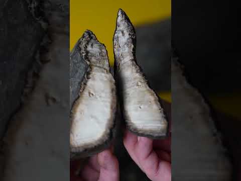 Le caoutchouc, autrefois complètement inutile…