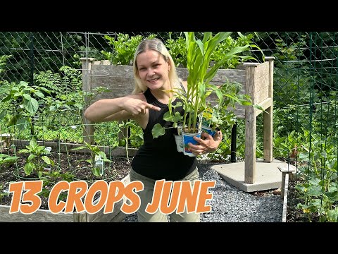 LAST CHANCE-13 Crops You MUST Plant In June No Matter Where You Live
