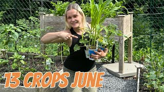 13 Crops You MUST Plant In June No Matter Where You Live