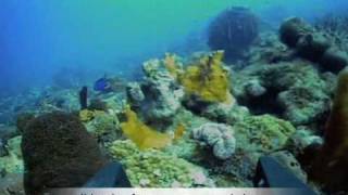 preview picture of video 'Underwater ROV of Cousteau Park, Guadeloupe'