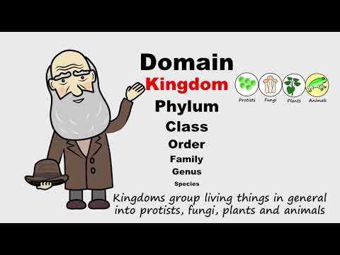 Taxonomy by Peter Weatherall