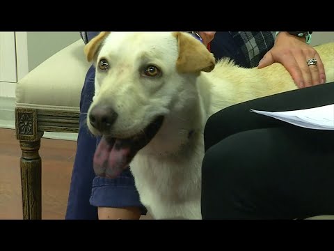 Ask the Vet:  Myths and Facts about Oral Flea and Tick Treatments