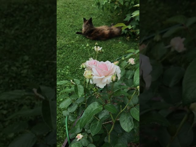 Роза Александра/Принцесс де Люксембург. Цветение первогодки.