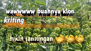 Download lagu klon kriting mp3